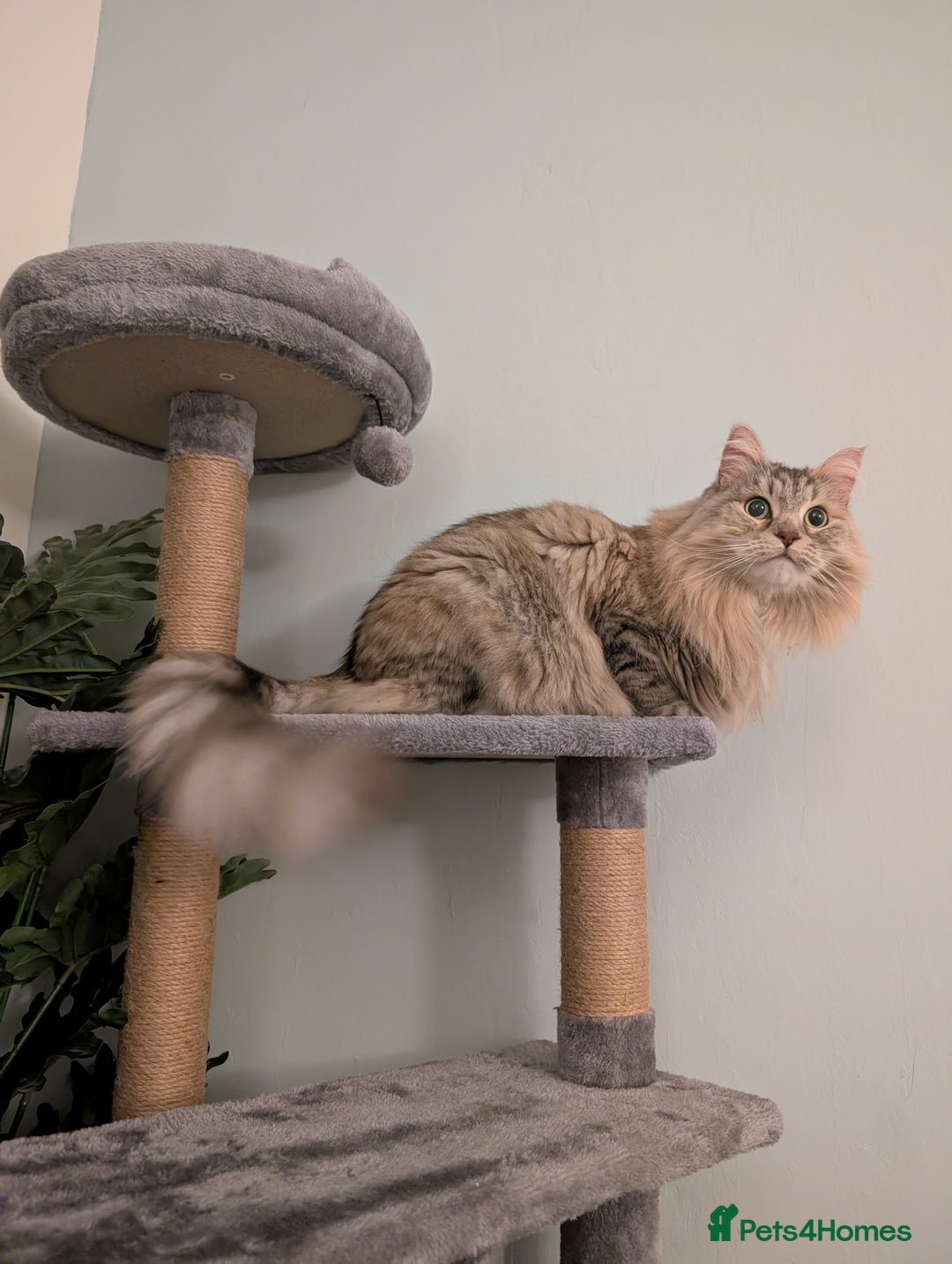 Siberian cats for sale: Loving and friendly adult lady - Advert 1