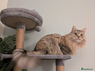 Siberian cats Loving and friendly adult lady - Advert 3
