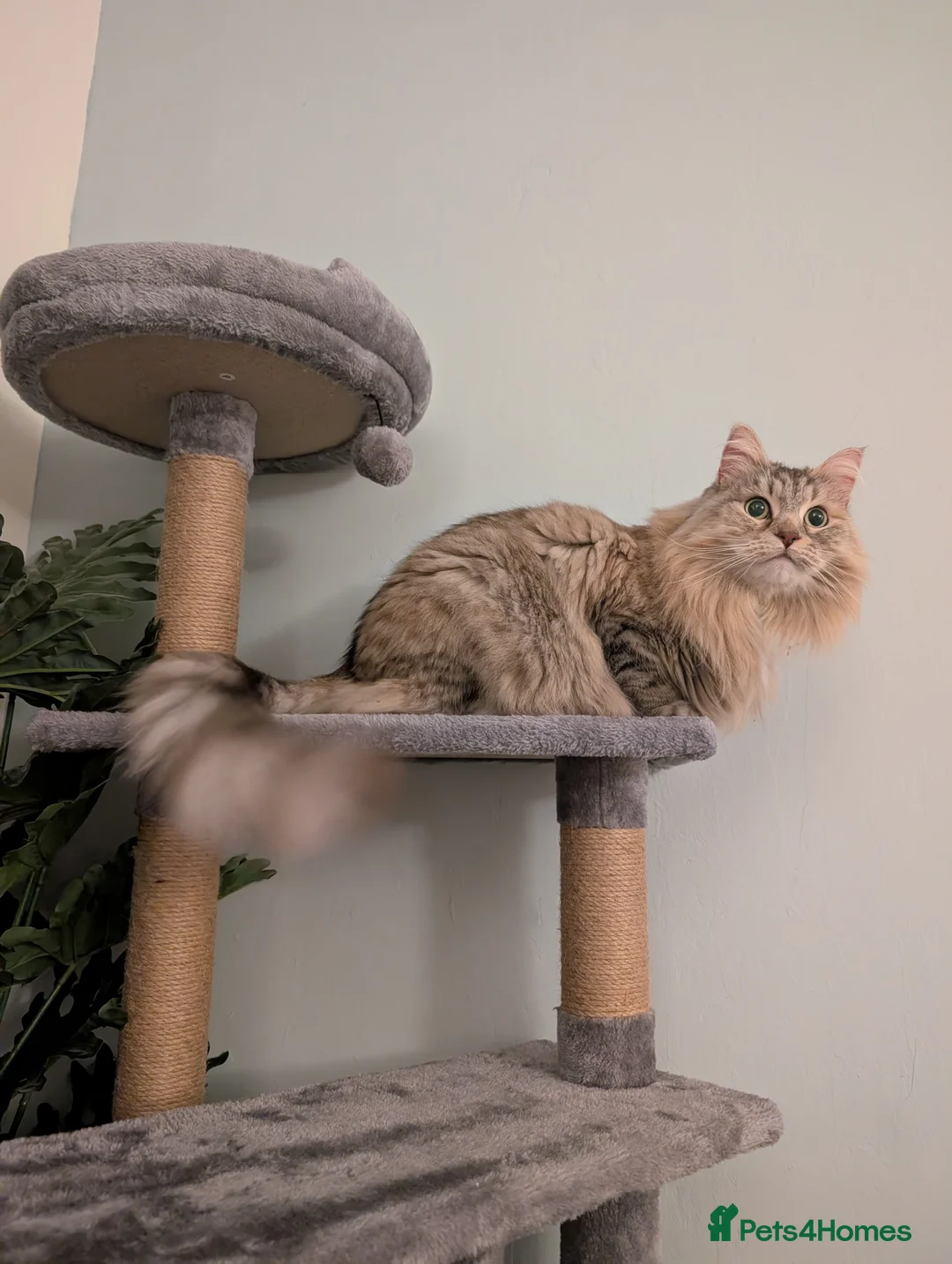 Siberian cats for sale: Loving and friendly adult lady - Advert 1