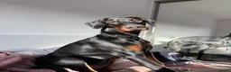 Dobermann dogs for stud: 🐾 Doberman Stud Available – First-Time Stud - Advert 1