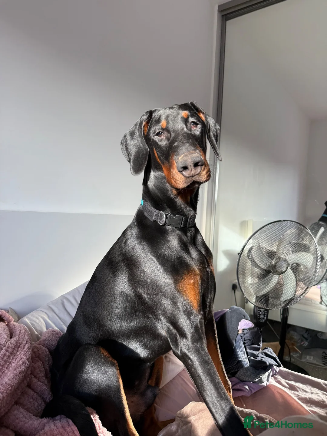 Dobermann dogs for stud: 🐾 Doberman Stud Available – First-Time Stud - Advert 1