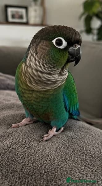 Parrots birds Tame Turquoise Green-Cheek Conure – Mochi - Advert 2