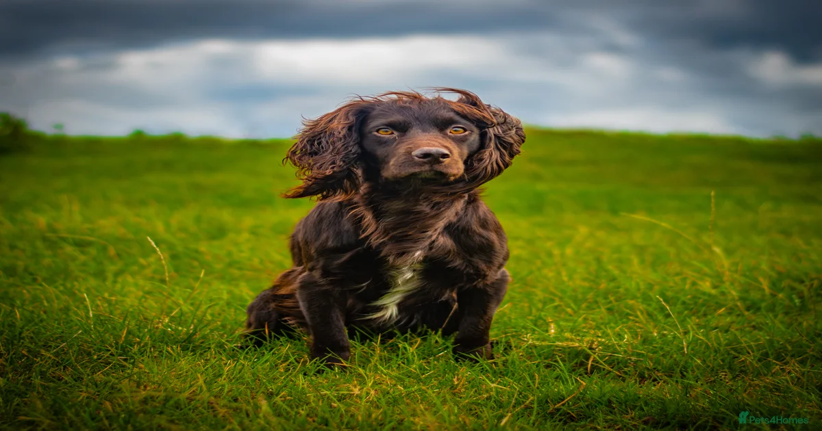 Health Tested KC Working Cocker Spaniel for Stud for stud in Cambridge ...