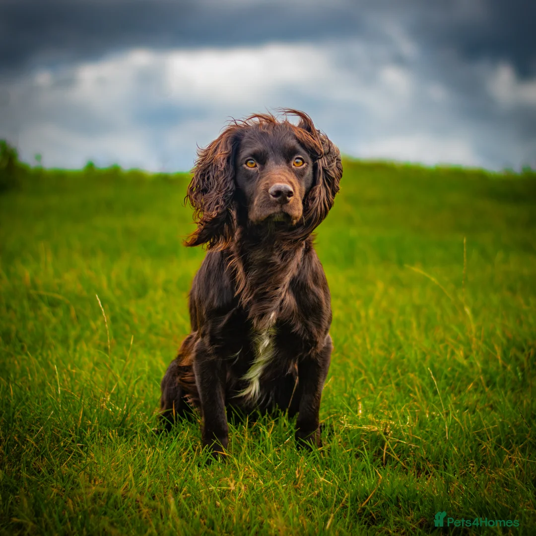 Cocker Spaniel dogs for stud: KC reg Working Cocker Spaniel for Stud - Advert 1