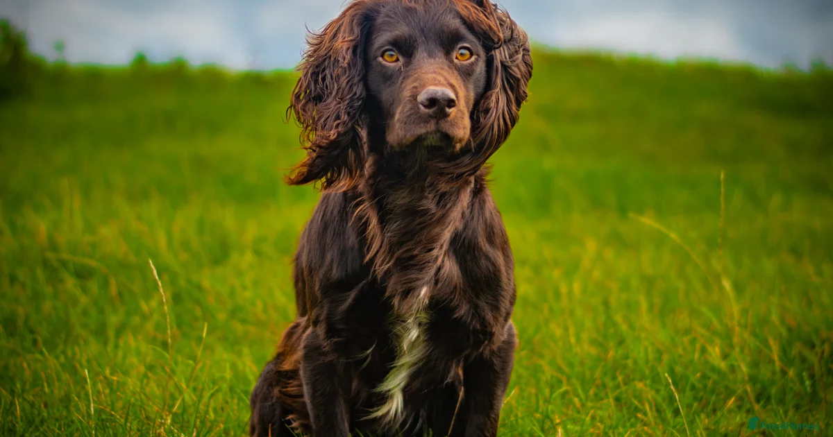 Kc Cocker Health Tested KC Working Cocker Spaniel for Stud for stud in Cambridge ...
