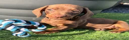 Dachshund dogs for sale: Miniature dachshund pups  - Advert 1