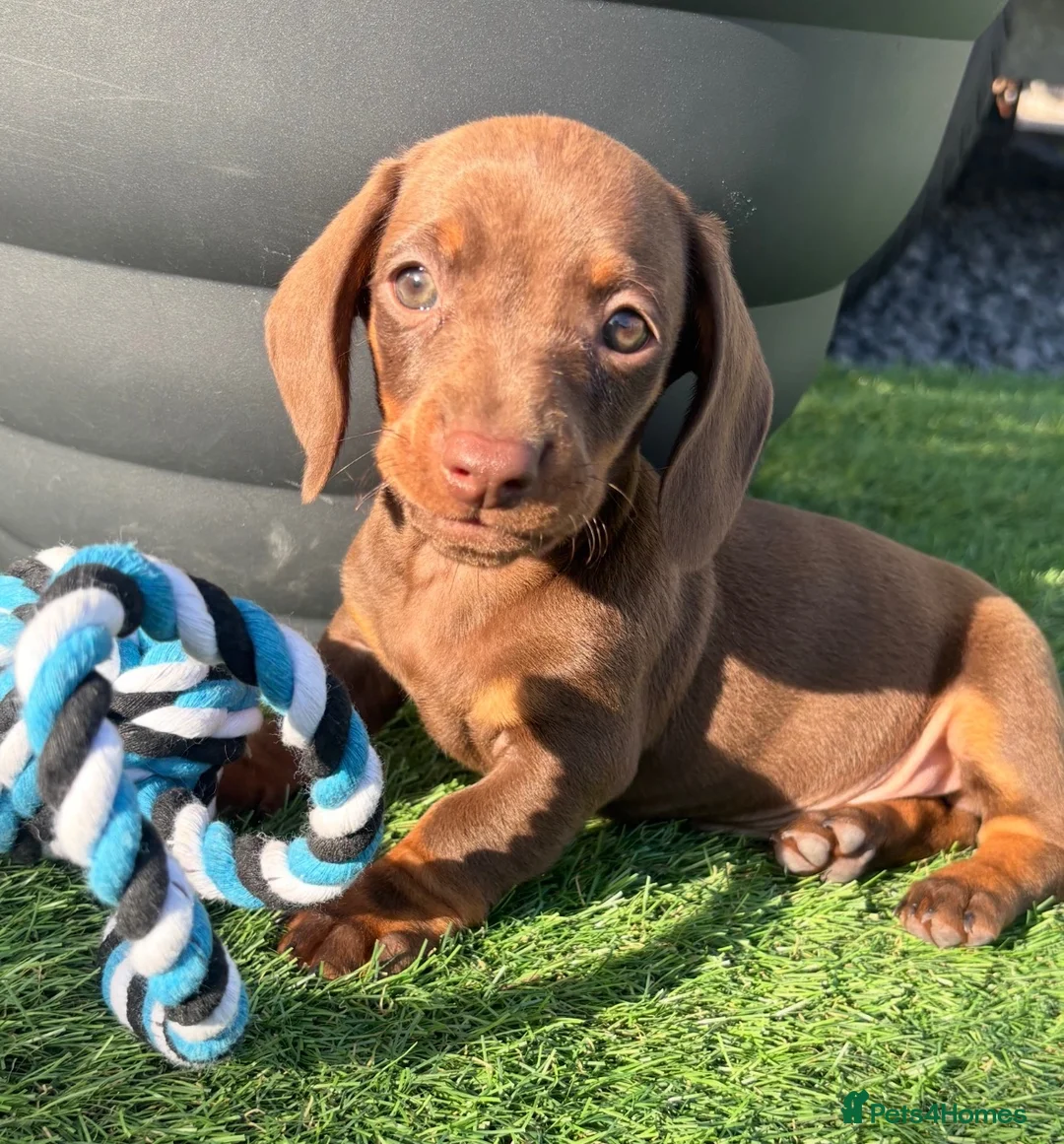 Dachshund dogs for sale: Miniature dachshund pups  - Advert 1