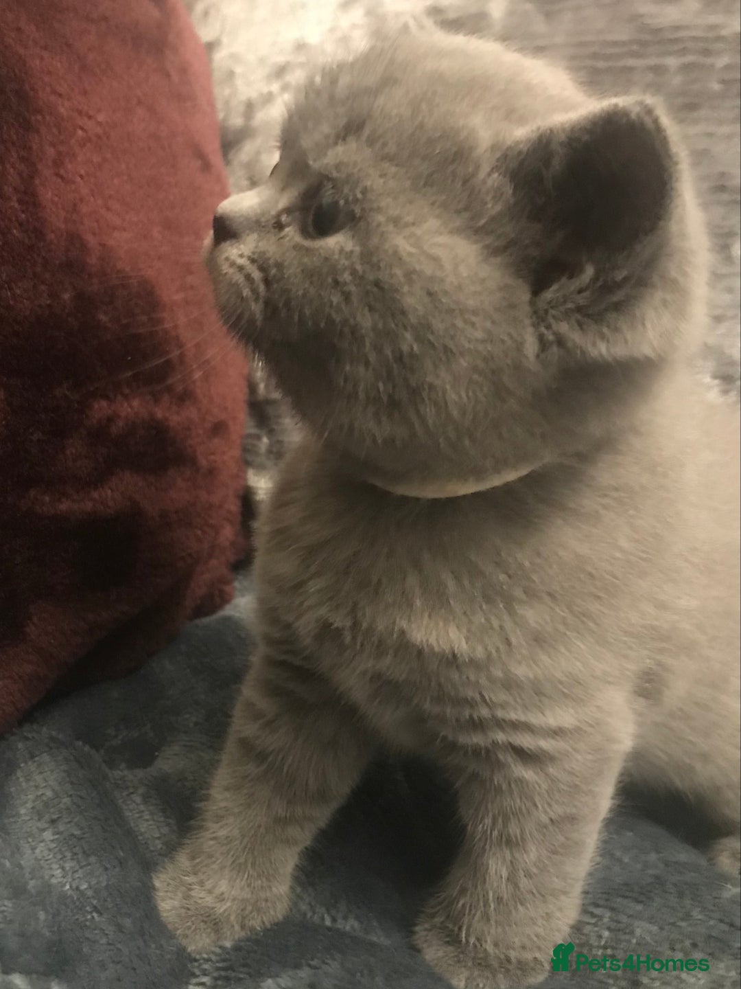 British Shorthair cats for sale: GCCF Registered Kittens - Advert 5