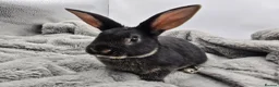 Rex rabbits for sale: Showline Black Otter Standard Rex - Advert 5