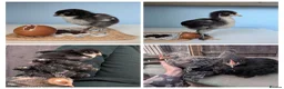 Chickens poultry for sale: 4 Gorgeous cockerels Blue White Olive egg genes in Christchurch - Advert 1
