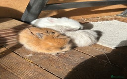 Lionhead rabbits for sale: Angora X lionhead male- NOW RESERVED - Image 3