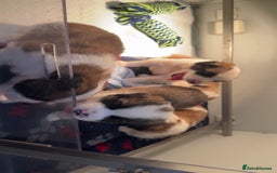 Saint Bernard dogs for sale: Outstanding chunky Saint Bernard puppies for sale - Image 28