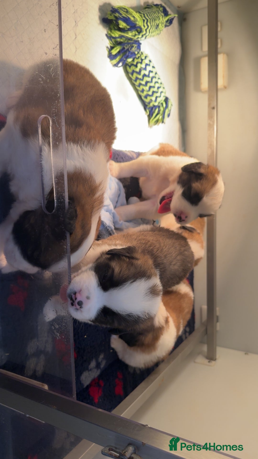 Saint Bernard dogs for sale: Outstanding chunky Saint Bernard puppies for sale - Image 28