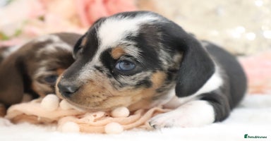 Miniature Dachshund dogs - Advert 10