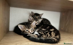 British Longhair cats for sale: Lovely kittens  - Image 1