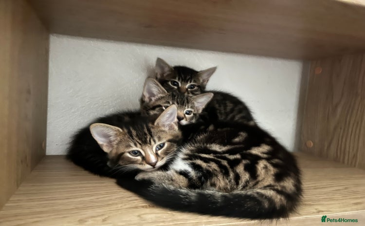 British Longhair cats - Advert 1