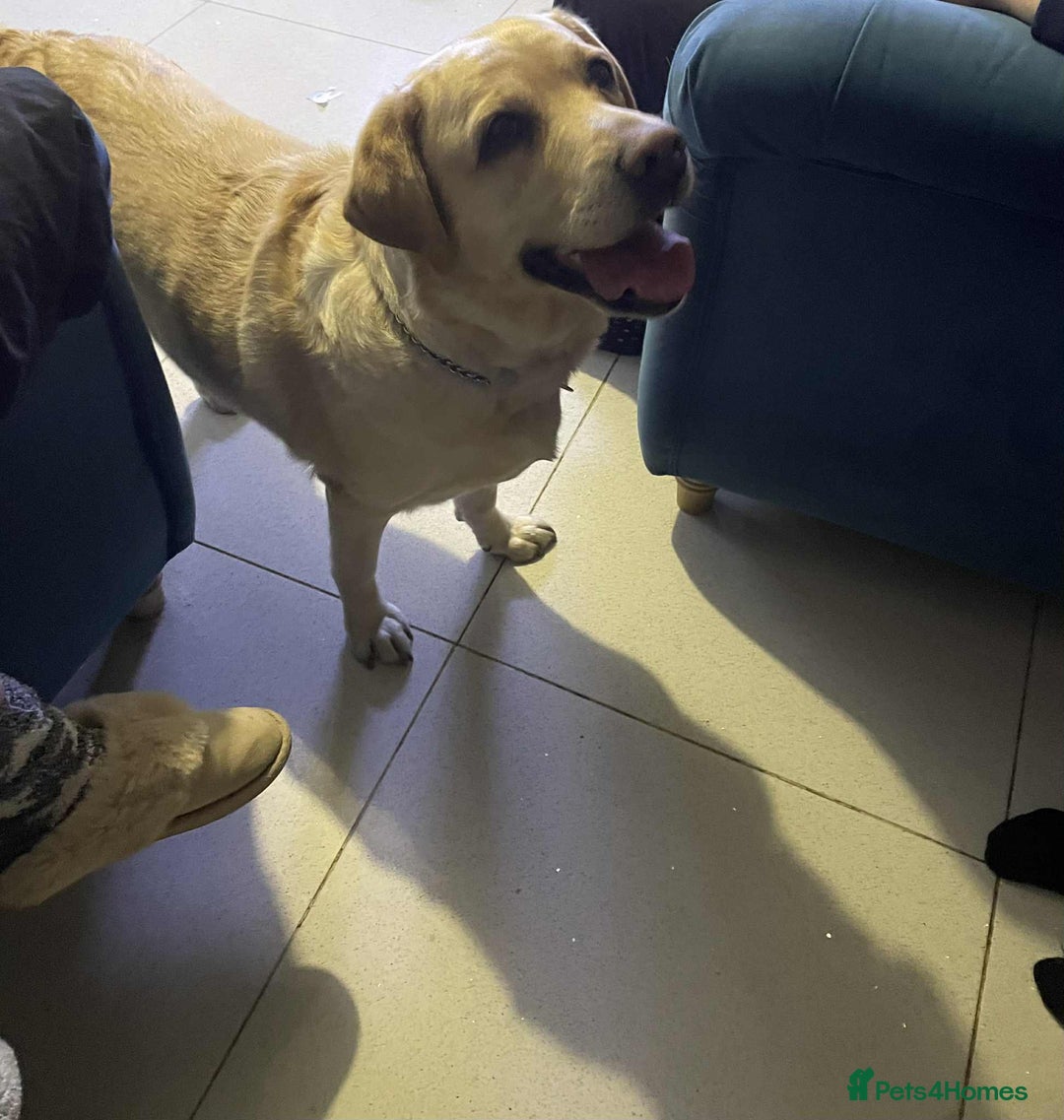 Labrador Retriever dogs for sale: Lovely Labrador  - Advert 3