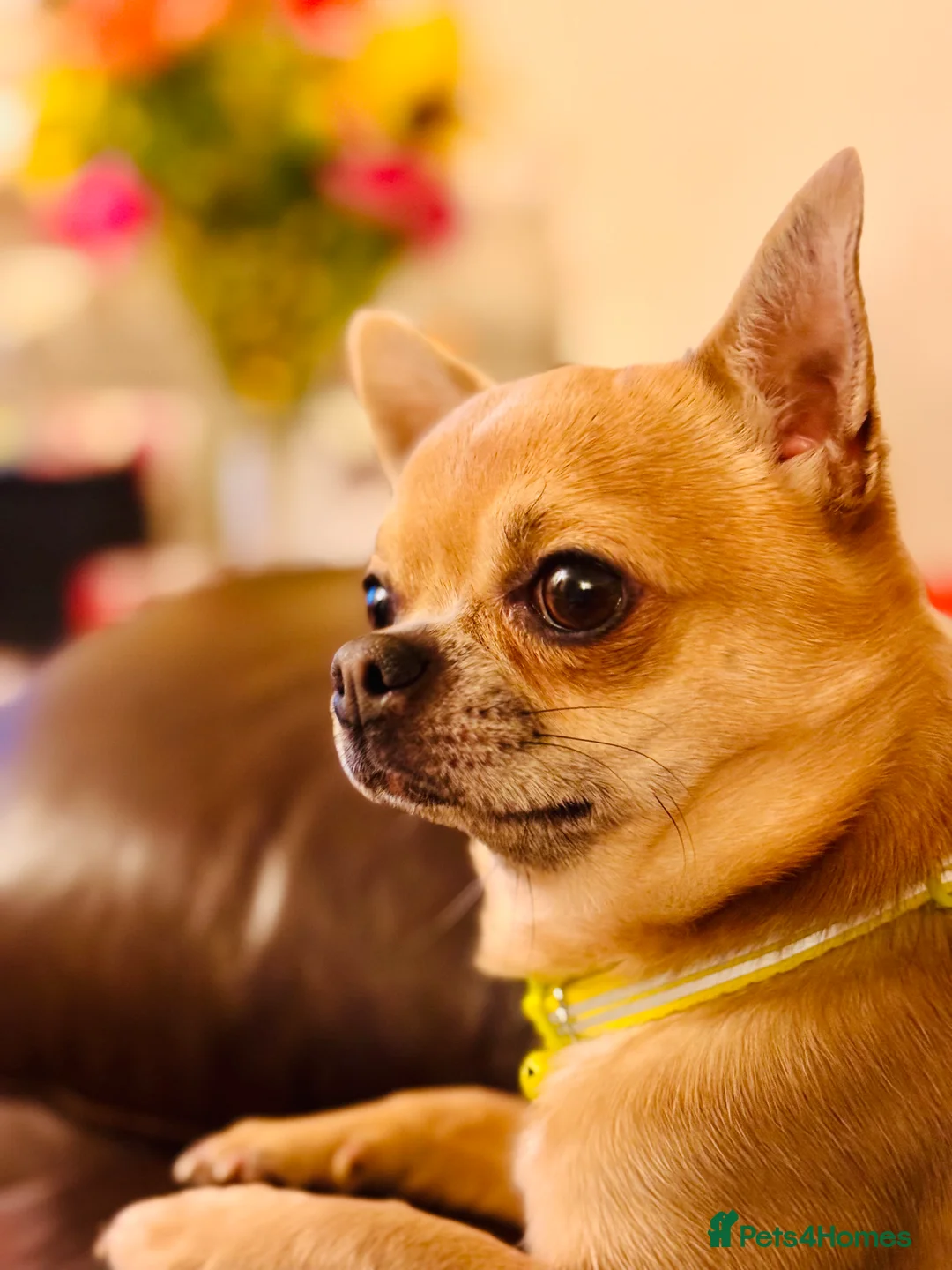 Chihuahua dogs for sale: 2 lovely brothers looking for quiet perfect home  - Advert 2