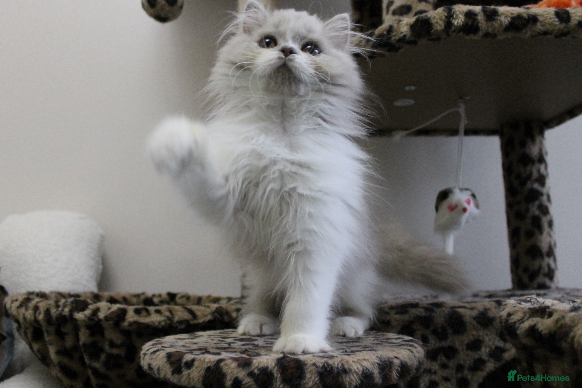 British Longhair cats Champ mum and dad. British longhairs - Advert 3