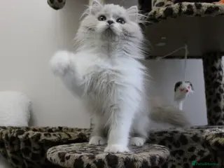 British Longhair cats Champ mum and dad. British longhairs - Advert 3