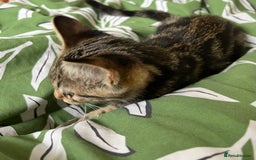 Maine Coon cats for sale: Female Tabby Kitten Ready for Rehoming  - Image 4