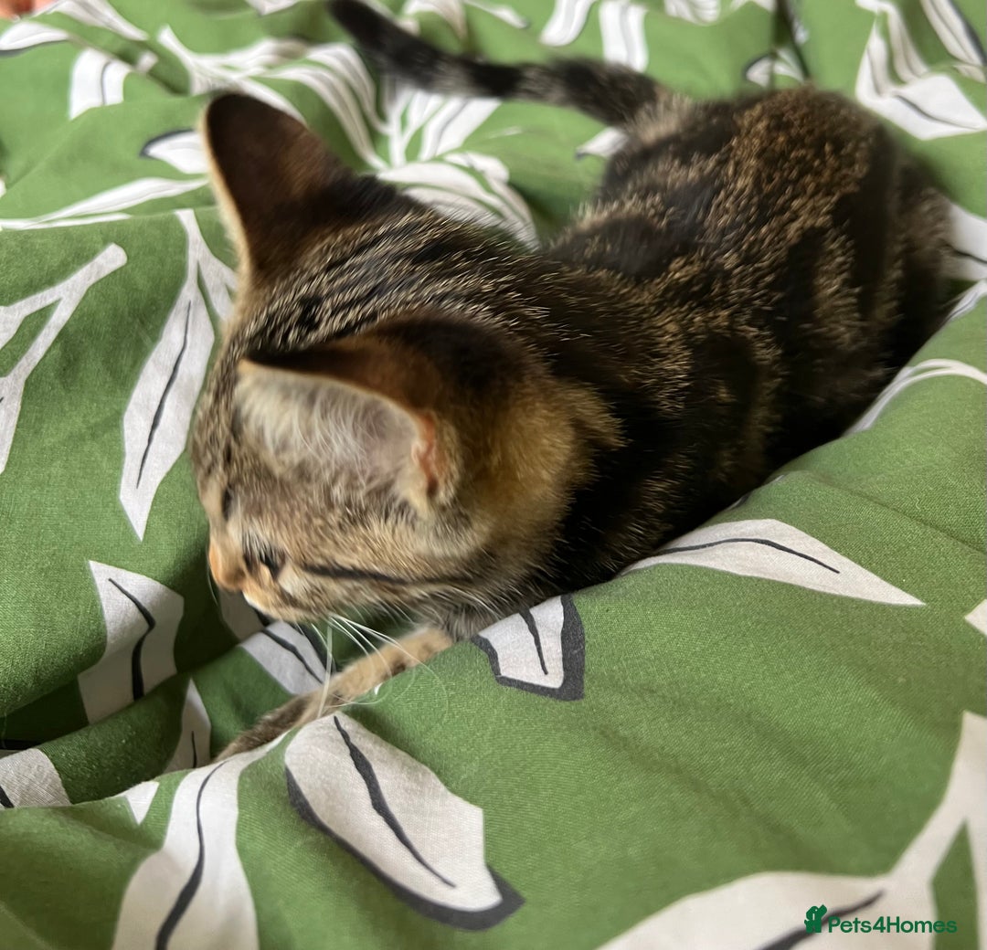 Maine Coon cats for sale: Female Tabby Kitten Ready for Rehoming  - Image 4