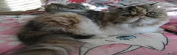 Persian cats for sale: Fantastic Female Persian kitten ready now - Advert 20