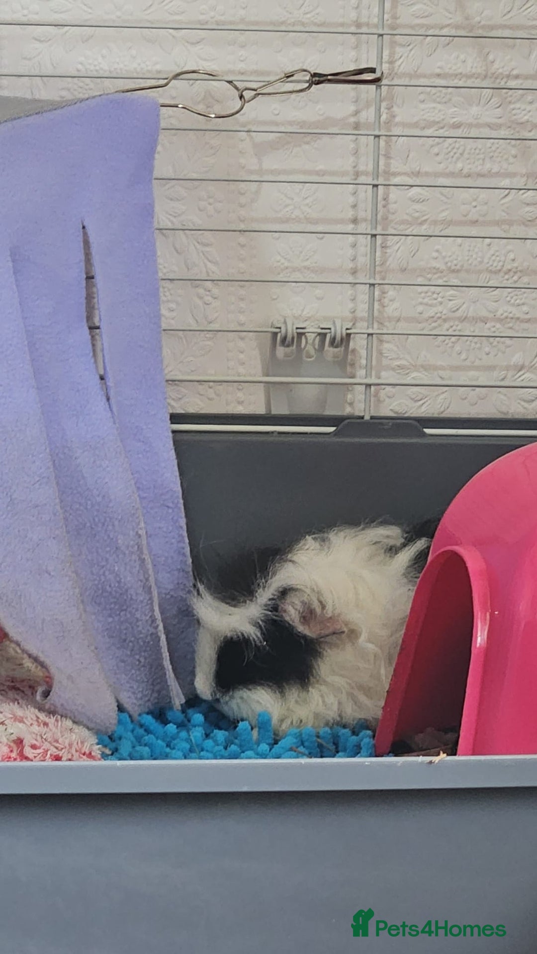 Guinea Pig rodents for sale: 2 male guinea pigs 1 year old - Advert 3