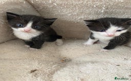 Turkish Van cats for sale: Kittens for sale - Image 5