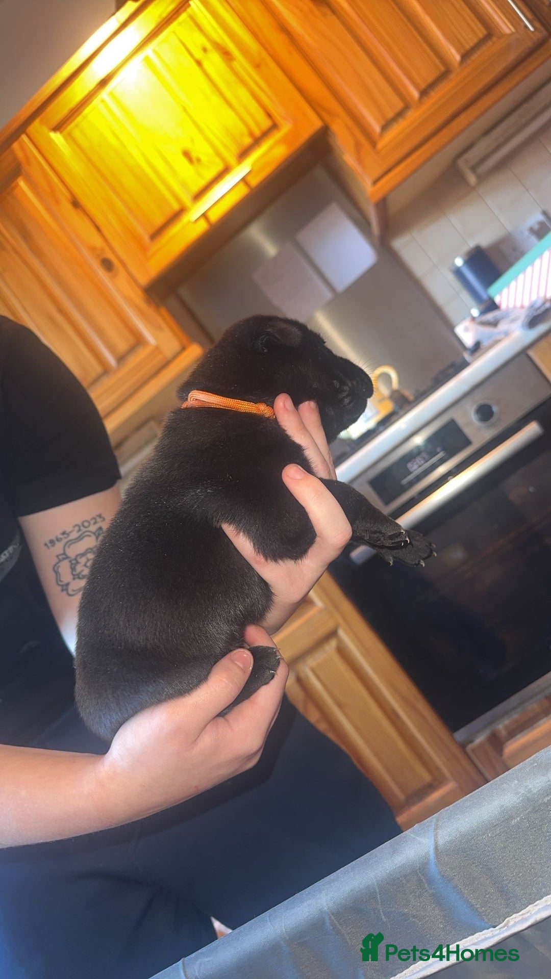 Mixed Breed dogs for sale: American bulldog / chowchow  - Advert 28