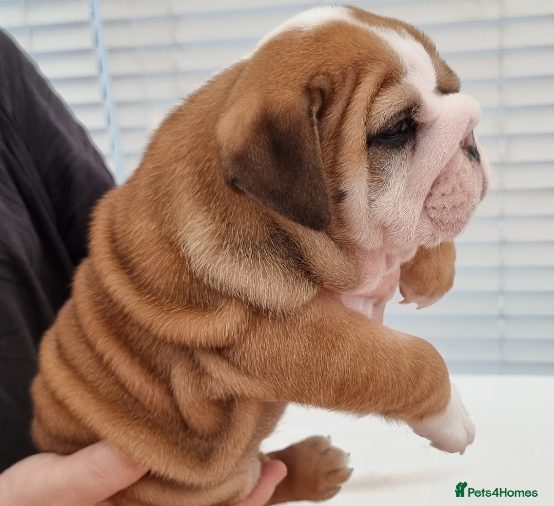 English Bulldog dogs for sale: Bulldog Pups Kennel Club Registered  - Advert 4
