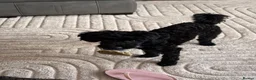 Jackapoo dogs for sale: Jackapoo Puppies  in Gravesend - Advert 1