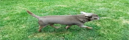 Chihuahua dogs for stud: KC reg-Health tested-PROVEN  - Advert 4