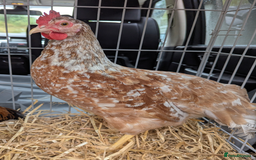Chickens poultry for sale: Rare Gorgeous Purebred Swedish Flower Hen  POL - Image 6