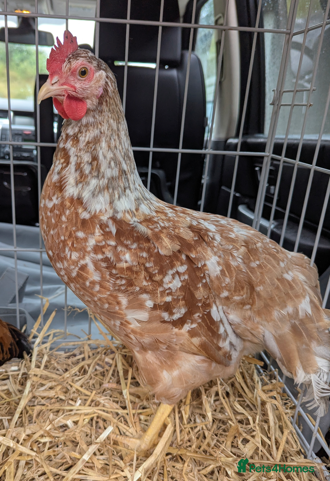 Chickens poultry for sale: Rare Gorgeous Purebred Swedish Flower Hen  POL - Image 6