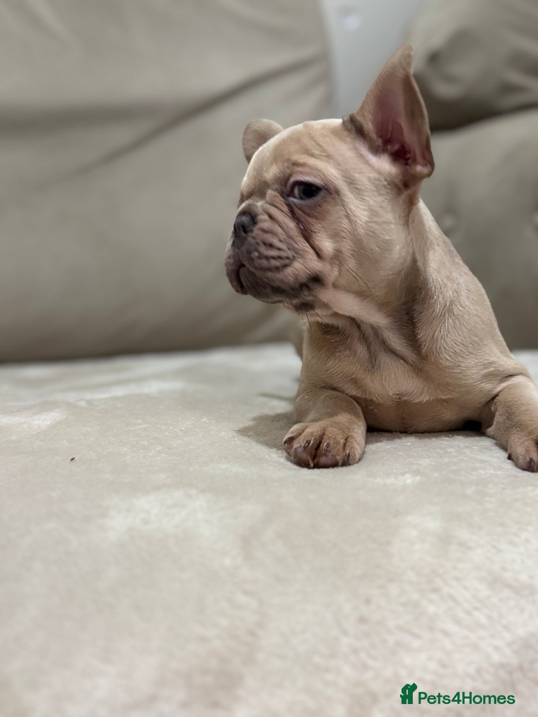 French Bulldog dogs for sale:  KC Registered French Bulldog Puppies - Advert 13