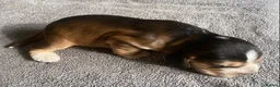 Cocker Spaniel dogs for sale: Show Type Cocker Spaniel Puppies - Advert 12