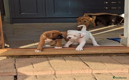 Boxer dogs for sale: Zero heart score mum. Only one puppy left - Image 14