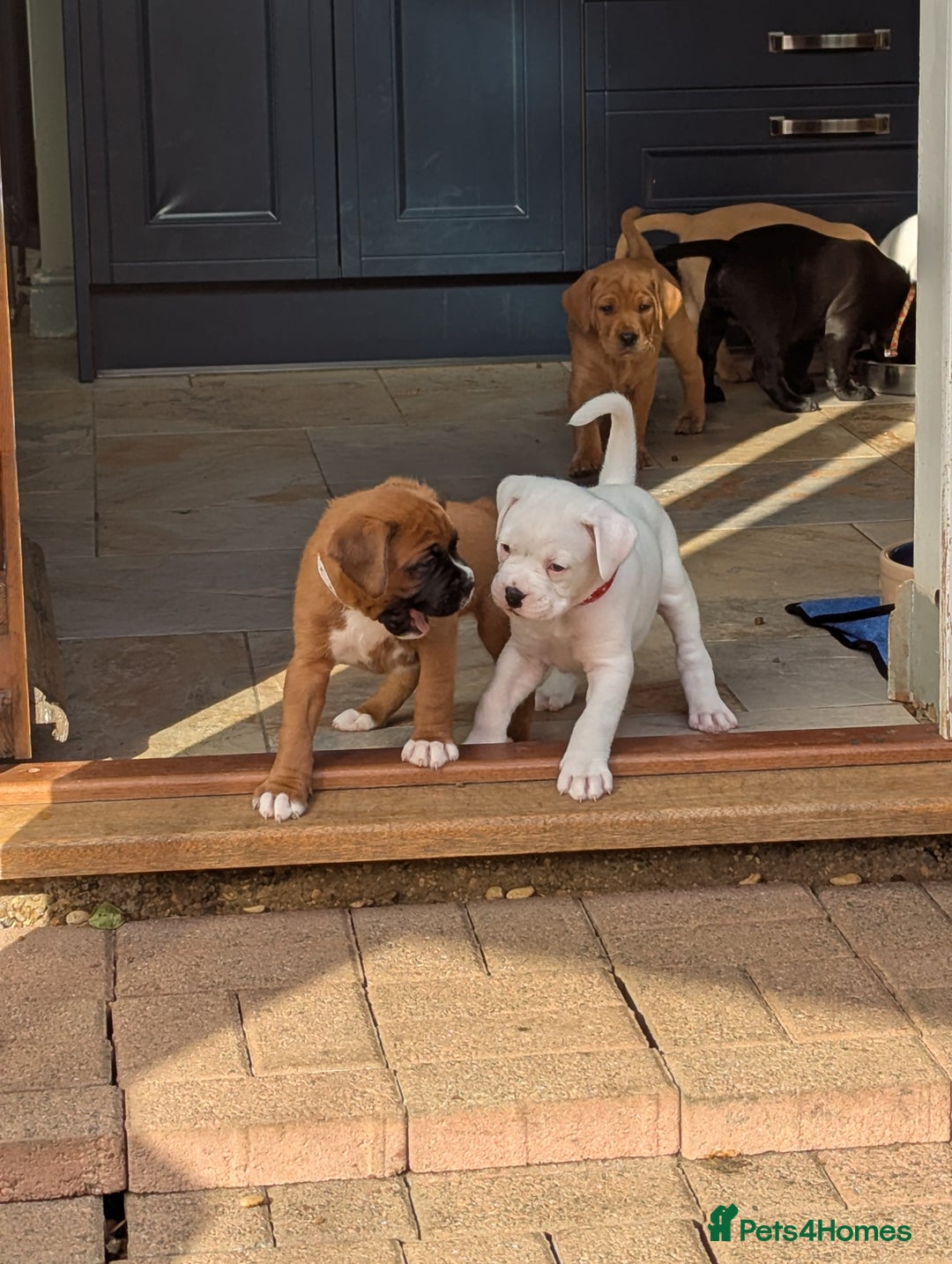 Boxer dogs for sale: Zero heart score mum. Only one puppy left - Image 14