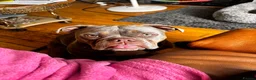 American Bulldog dogs for sale: Two sweethearts looking for a friend for life! - Advert 6