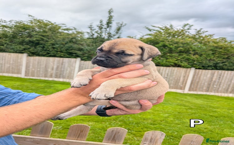 Bullmastiff dogs - Advert 1