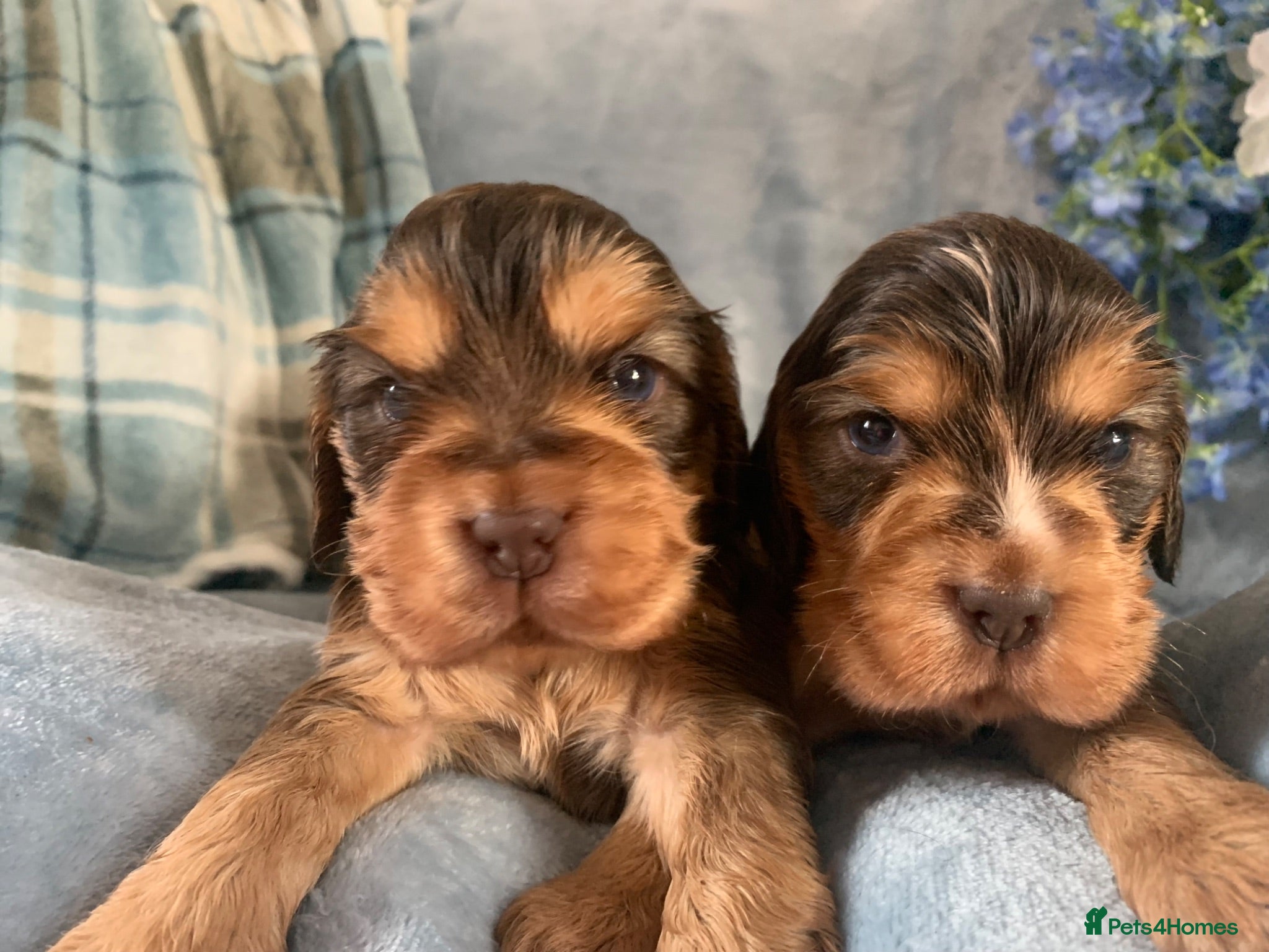 Cocker Spaniel dogs Show type cocker spaniel puppy’s  - Advert 1