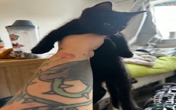Domestic Shorthair cats for sale: 4 beautiful kittens  - Image 1