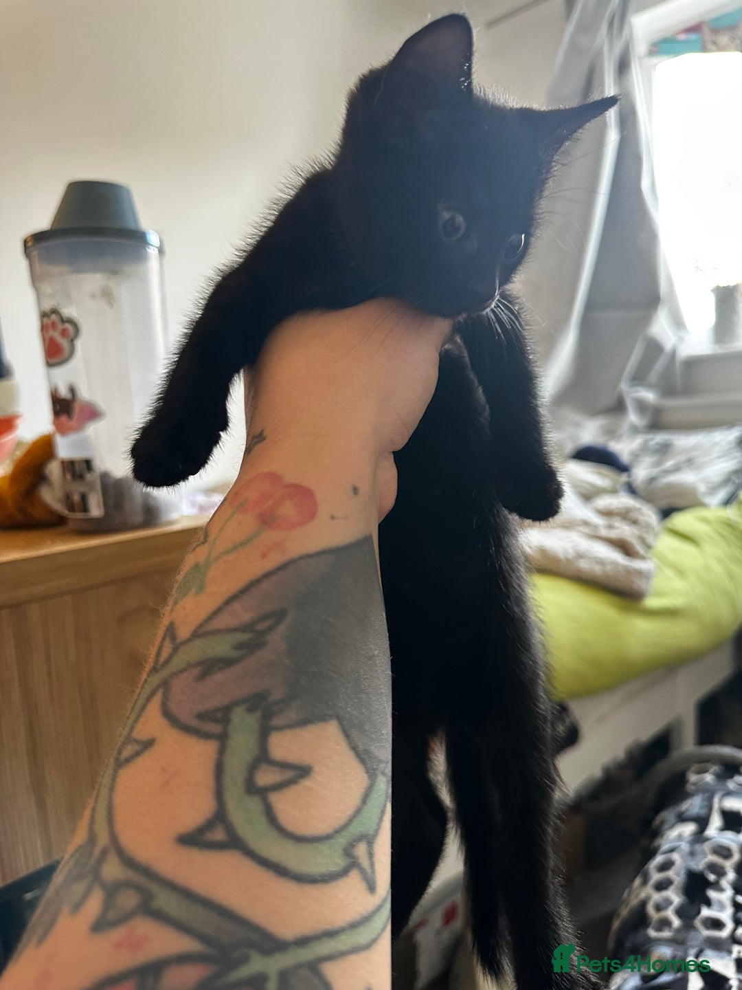 Domestic Shorthair cats for sale: 4 beautiful kittens  - Image 1
