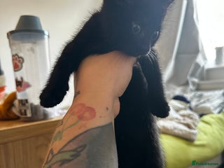 Domestic Shorthair cats - Advert 11