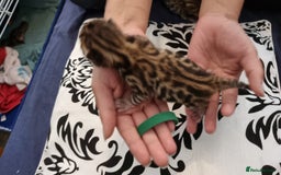 Bengal cats for sale: Beautiful Bengal Kittens  in Sutton - Image 7