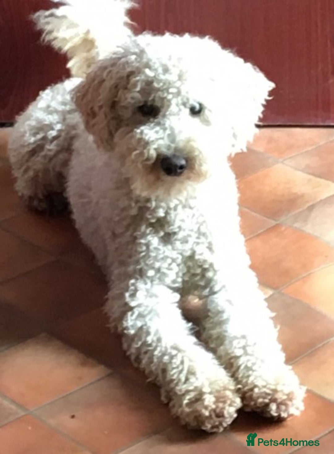 Miniature Poodle dogs for stud: Health Tested Apricot Miniature Poodle for stud in Llandeilo - Advert 5