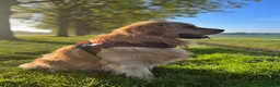 Golden Retriever dogs for stud: Stud Service - Champion Bloodline Golden Retriever - Advert 3