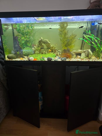 Other/Mixed Breed fish in Chorley - Advert 20