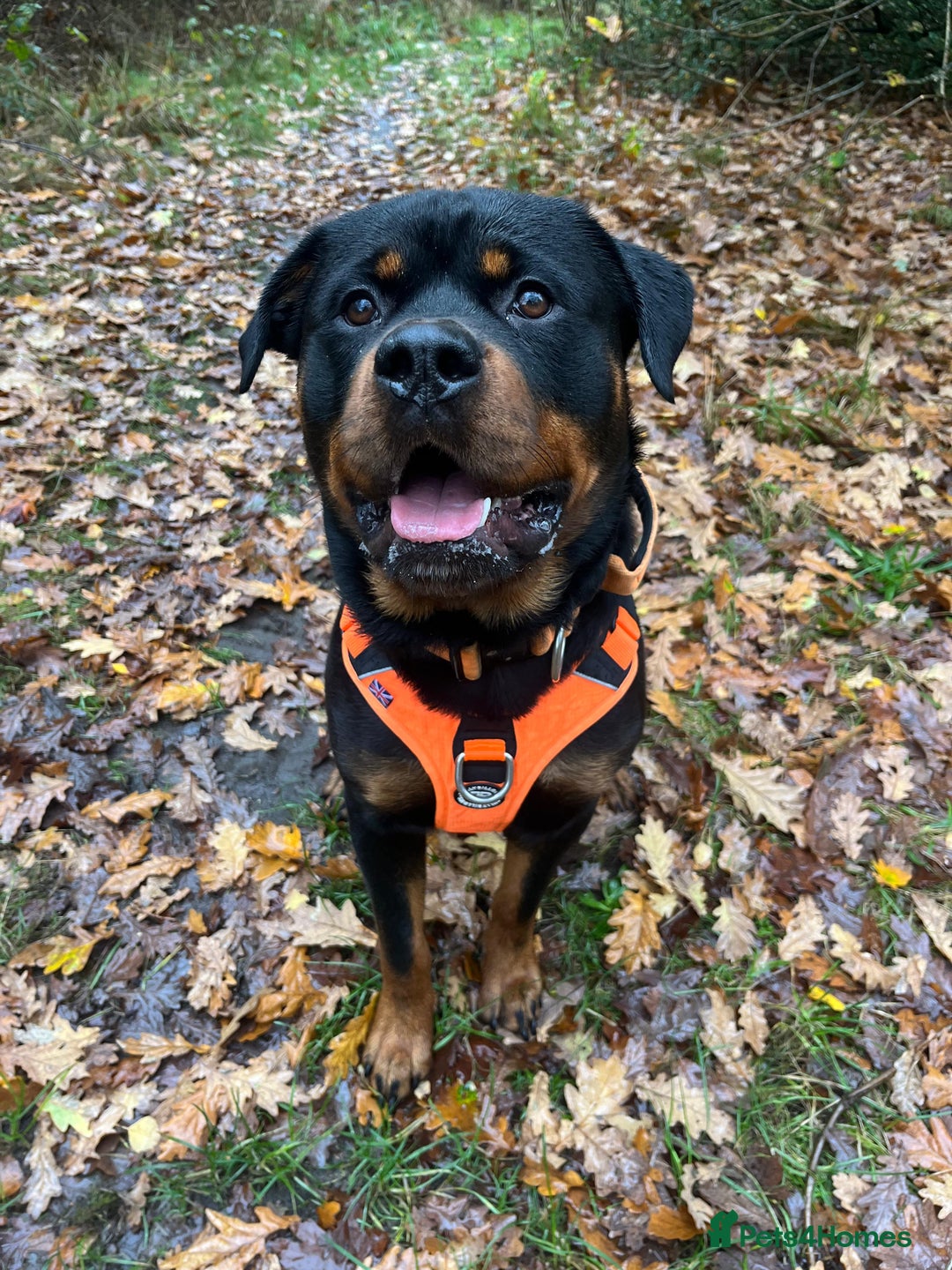 Rottweiler dogs for sale: Rotty looking for loving home (1.5yr old male) - Advert 4